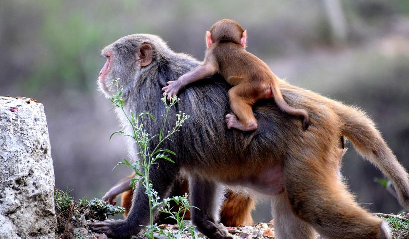 Les 10 Meilleurs Systèmes de Portage pour Bébé Qui Protègent la Posture des Parents