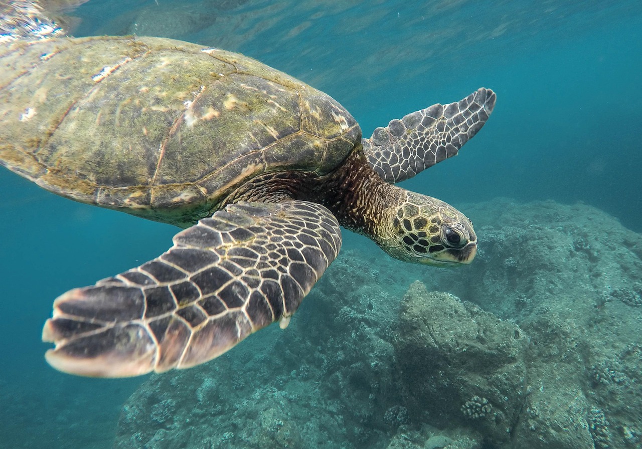 Les 7 Meilleurs Projets de Restauration des Récifs Coralliens en Biologie Marine